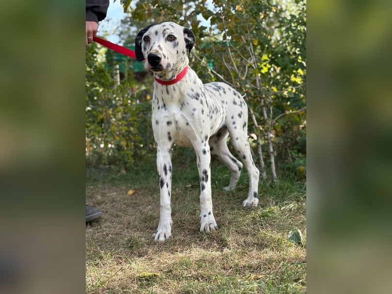 Kongo - Dalmatiner Mix sucht liebevolles Zuhause!