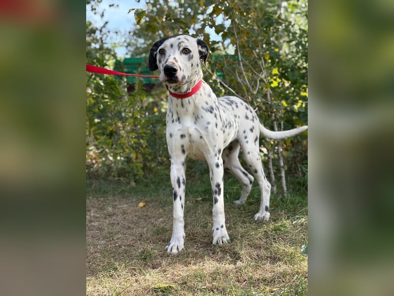 Kongo - Dalmatiner Mix sucht liebevolles Zuhause!