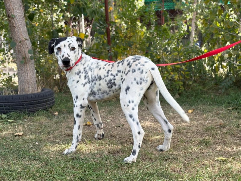 Kongo - Dalmatiner Mix sucht liebevolles Zuhause!