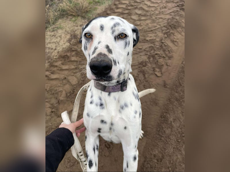 Kongo - Dalmatiner Mix sucht liebevolles Zuhause!