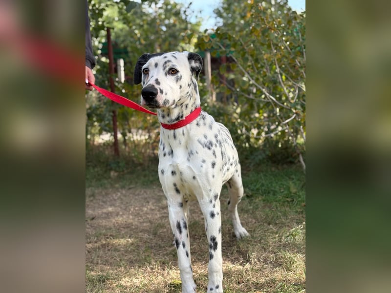 Kongo - Dalmatiner Mix sucht liebevolles Zuhause!