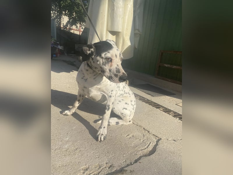 Kongo - Dalmatiner Mix sucht liebevolles Zuhause!