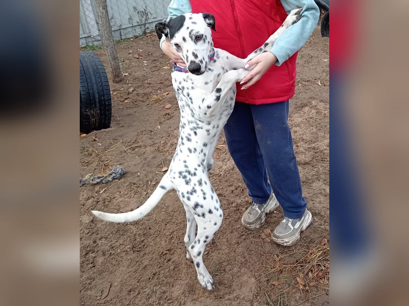Kongo - Dalmatiner Mix sucht liebevolles Zuhause!