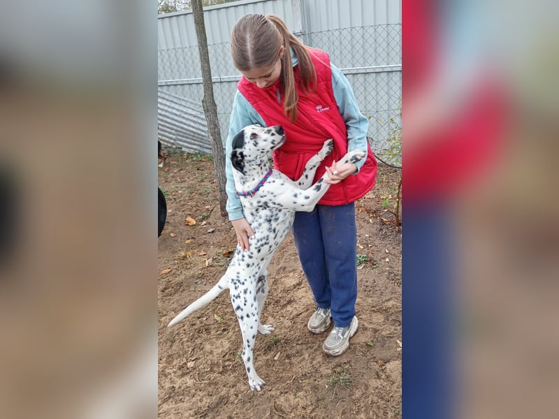 Kongo - Dalmatiner Mix sucht liebevolles Zuhause!