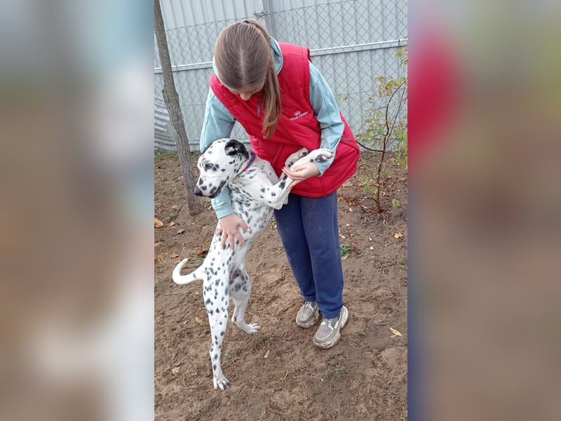 Kongo - Dalmatiner Mix sucht liebevolles Zuhause!