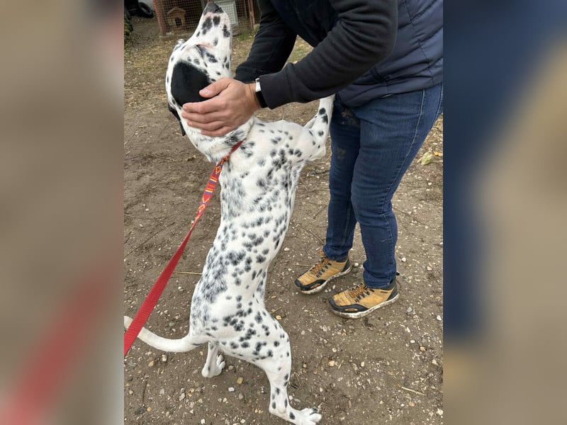 Kongo - Dalmatiner Mix sucht liebevolles Zuhause!