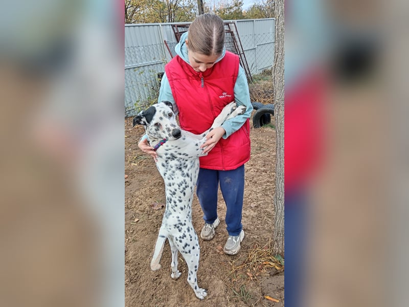 Kongo - Dalmatiner Mix sucht liebevolles Zuhause!