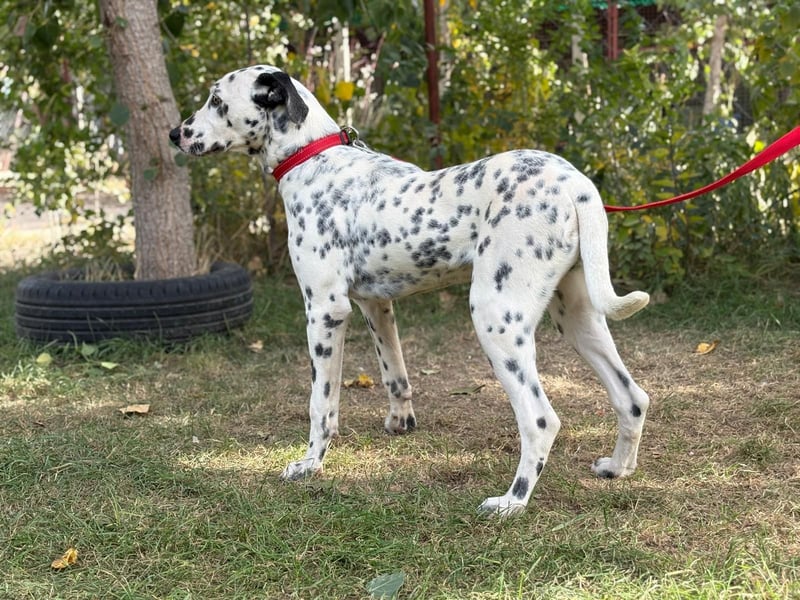 Kongo - Dalmatiner Mix sucht liebevolles Zuhause!