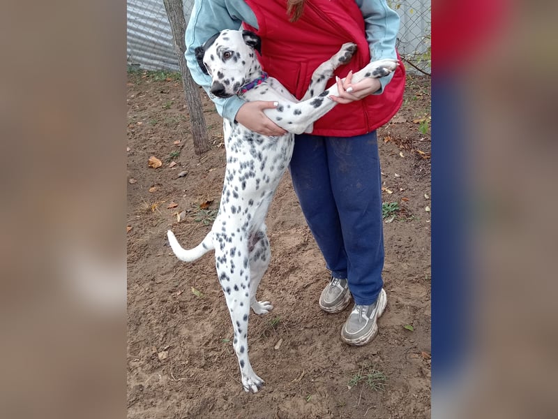 Kongo - Dalmatiner Mix sucht liebevolles Zuhause!