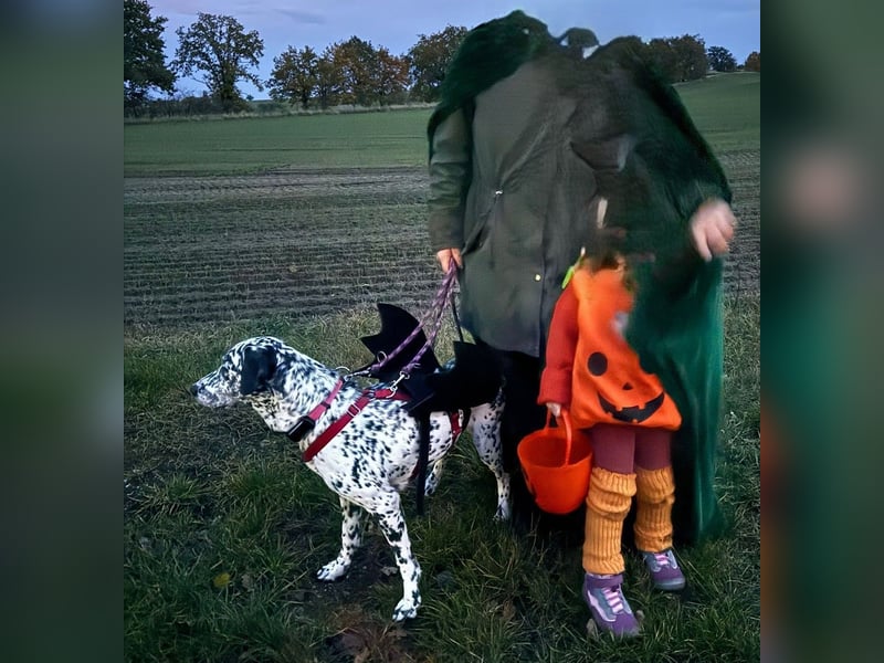 Elsa – verschmuste, lebensfrohe Dalmatiner-Mix-Hündin sucht liebevolles Zuhause