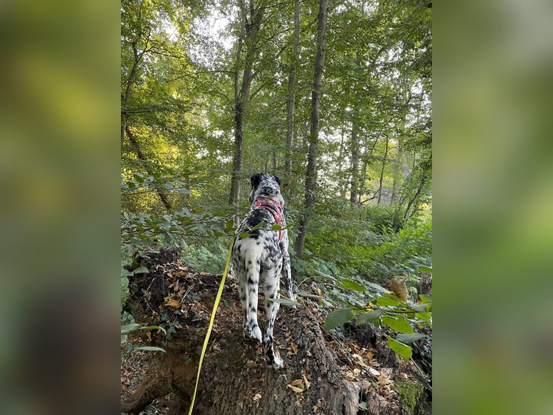 Elsa – verschmuste, lebensfrohe Dalmatiner-Mix-Hündin sucht liebevolles Zuhause