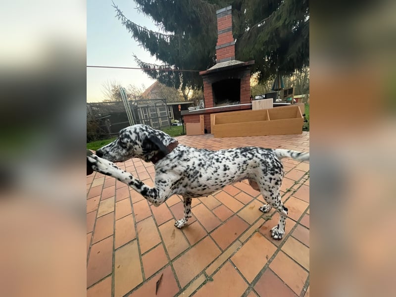 Elsa – verschmuste, lebensfrohe Dalmatiner-Mix-Hündin sucht liebevolles Zuhause