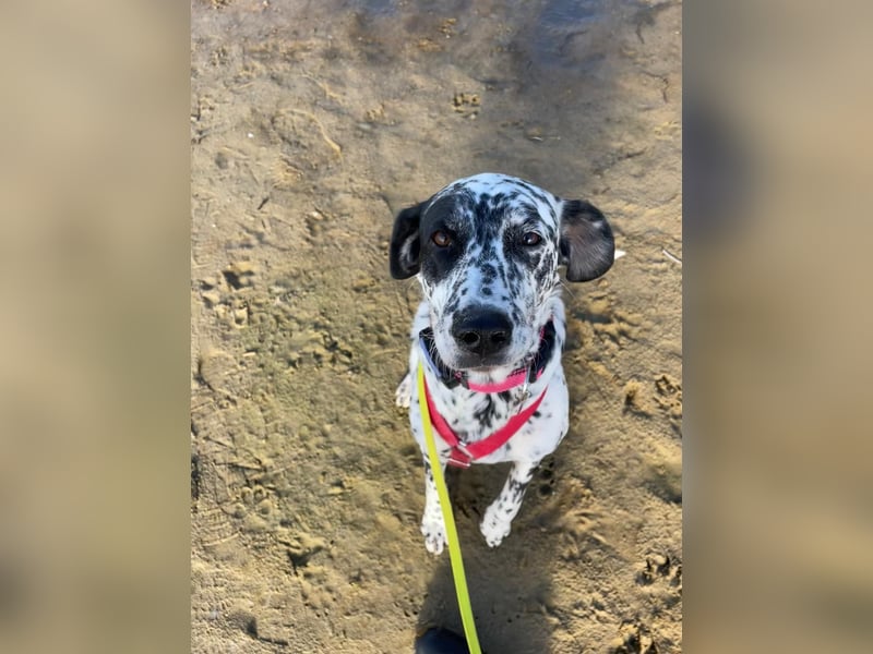 Elsa – verschmuste, lebensfrohe Dalmatiner-Mix-Hündin sucht liebevolles Zuhause