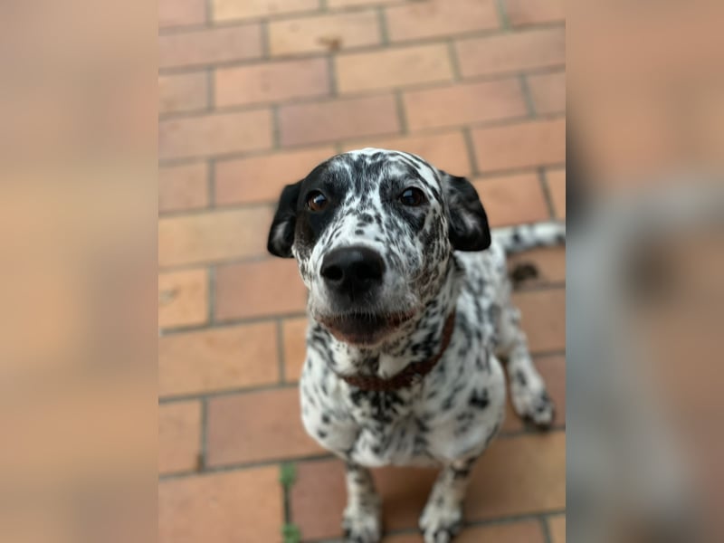 Elsa – verschmuste, lebensfrohe Dalmatiner-Mix-Hündin sucht liebevolles Zuhause