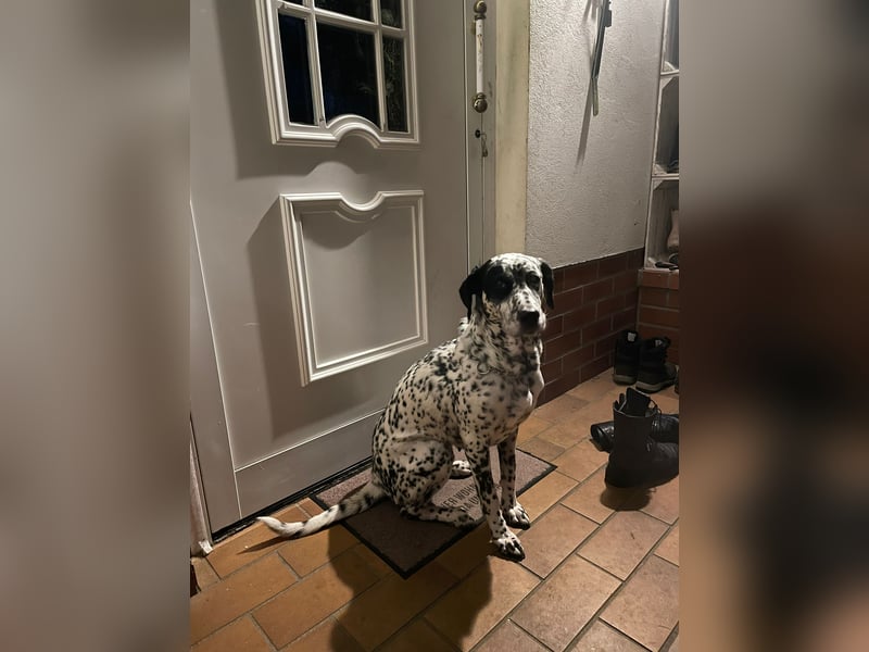 Elsa – verschmuste, lebensfrohe Dalmatiner-Mix-Hündin sucht liebevolles Zuhause