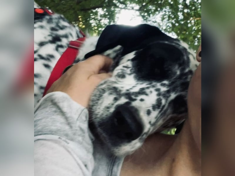 Elsa – verschmuste, lebensfrohe Dalmatiner-Mix-Hündin sucht liebevolles Zuhause