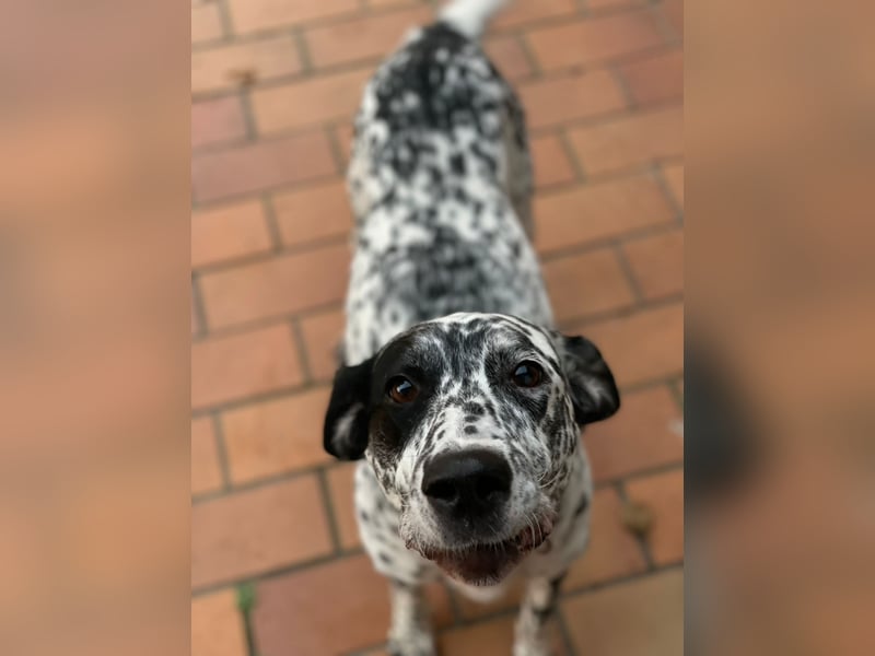 Elsa – verschmuste, lebensfrohe Dalmatiner-Mix-Hündin sucht liebevolles Zuhause