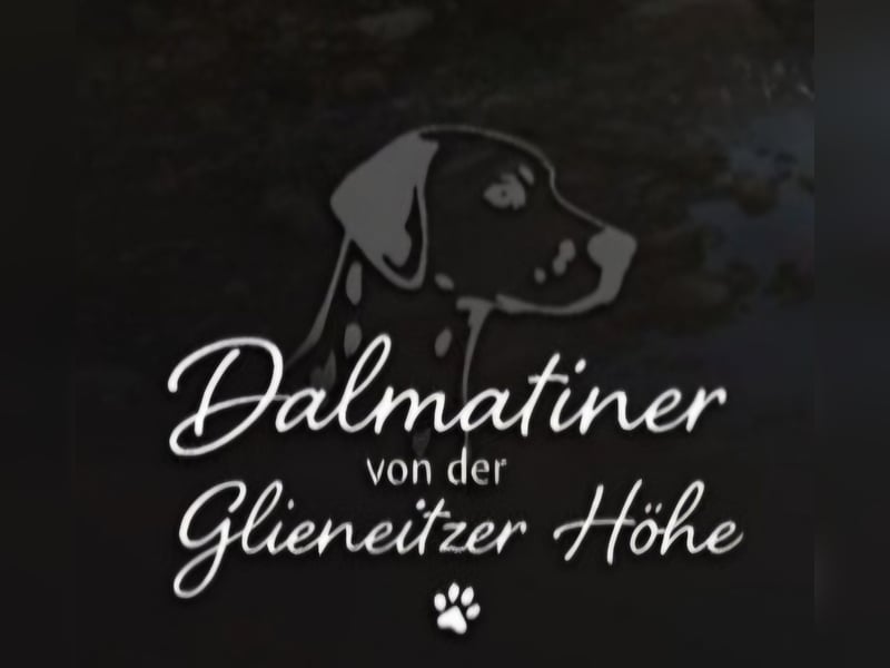 Wurfankündigung Dalmatiner von der Glieneitzer Höhe