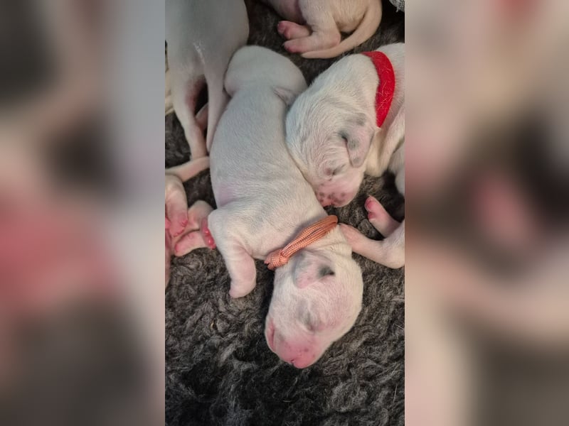 Welpen Dalmatiner von der Glieneitzer Höhe