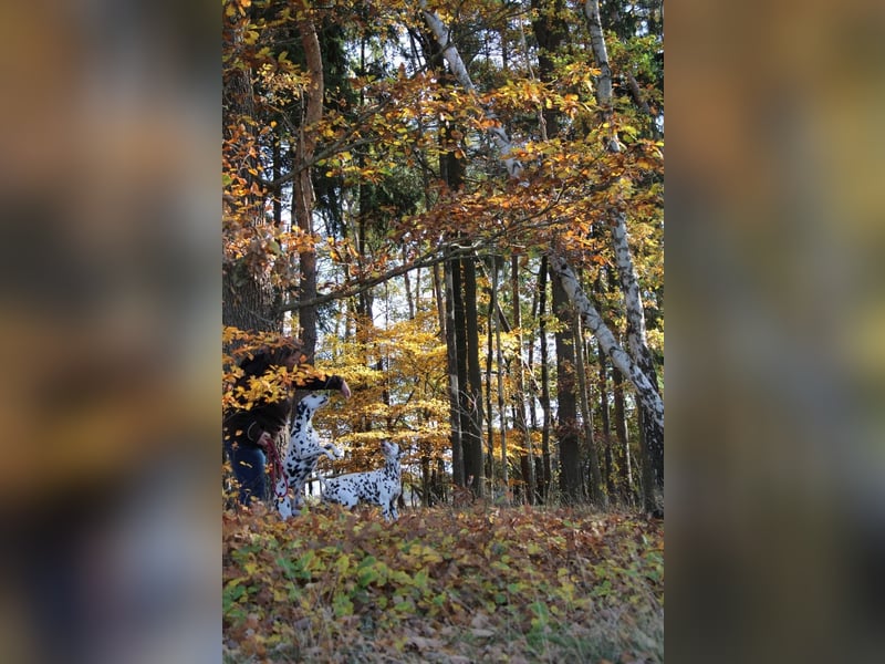 Wurfankündigung Dalmatiner von der Glieneitzer Höhe