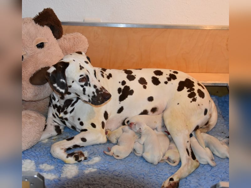 Mitte August suchen noch Dalmatiner Welpen ein Zuhause