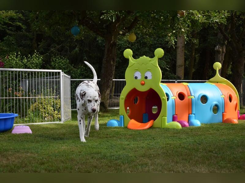 Mitte August suchen noch Dalmatiner Welpen ein Zuhause