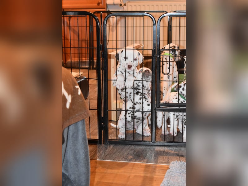 Mitte August suchen noch Dalmatiner Welpen ein Zuhause