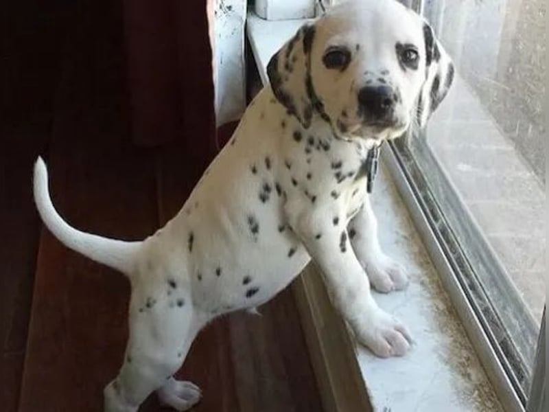 Dalmatiner   Hündin – geimpft, entwurmt, gechipt, mit EU-Heimtierausweis