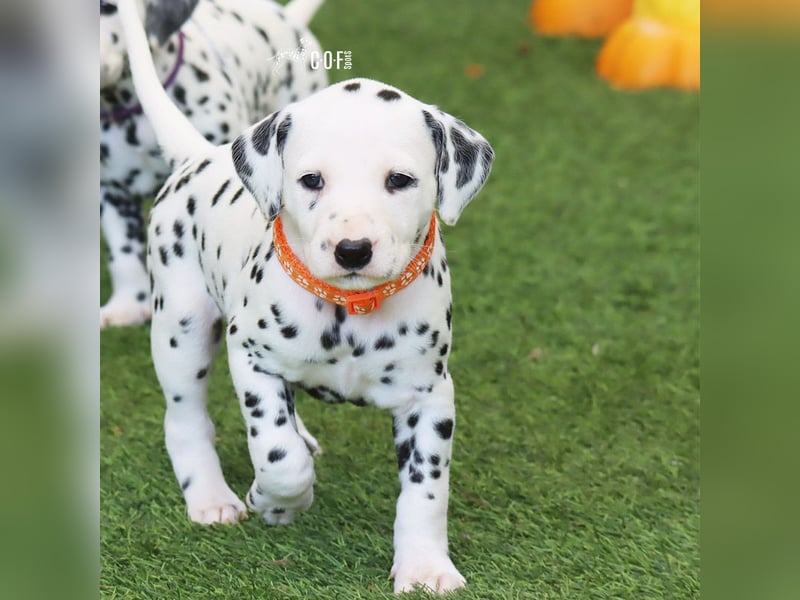Dalmatiner-Welpen (sw/bw) aus verantwortungsvoller Zucht suchen ihr Zuhause fürs Leben