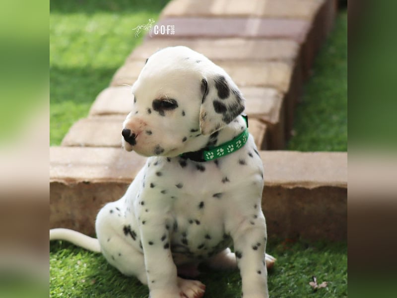 Dalmatiner-Welpen (sw/bw) aus verantwortungsvoller Zucht suchen ihr Zuhause fürs Leben