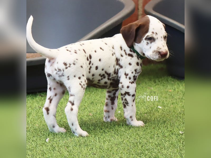 Dalmatiner-Welpen (sw/bw) aus verantwortungsvoller Zucht suchen ihr Zuhause fürs Leben