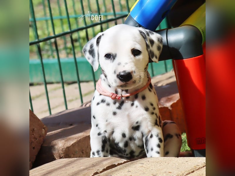 Dalmatiner-Welpen (sw/bw) aus verantwortungsvoller Zucht suchen ihr Zuhause fürs Leben