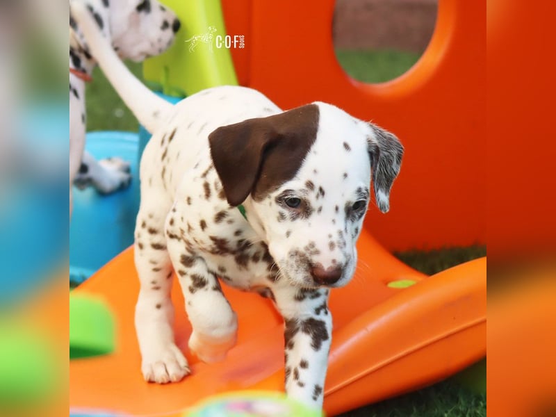 Dalmatiner-Welpen (sw/bw) aus verantwortungsvoller Zucht suchen ihr Zuhause fürs Leben