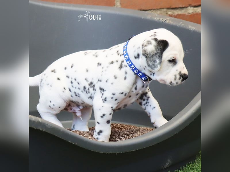 Dalmatiner-Welpen (sw/bw) aus verantwortungsvoller Zucht suchen ihr Zuhause fürs Leben