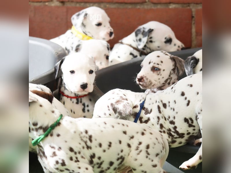 Dalmatiner-Welpen (sw/bw) aus verantwortungsvoller Zucht suchen ihr Zuhause fürs Leben