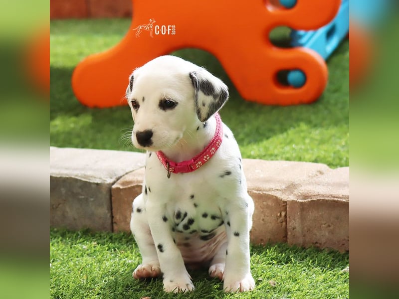 Dalmatiner-Welpen (sw/bw) aus verantwortungsvoller Zucht suchen ihr Zuhause fürs Leben
