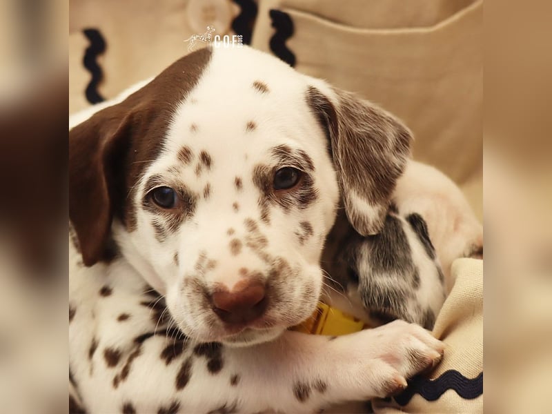 Dalmatiner-Welpen (sw/bw) aus verantwortungsvoller Zucht suchen ihr Zuhause fürs Leben