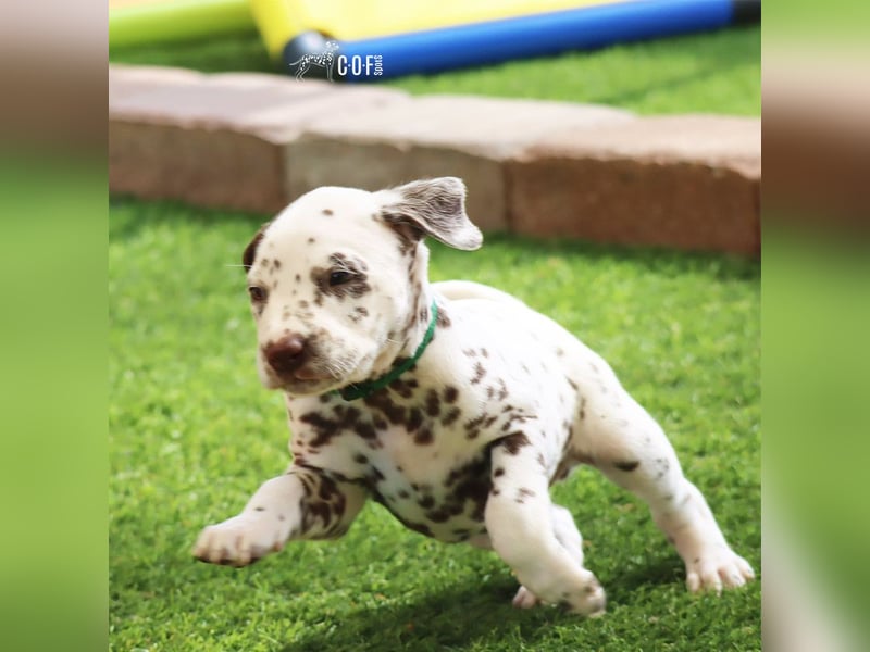 Dalmatiner-Welpen (sw/bw) aus verantwortungsvoller Zucht suchen ihr Zuhause fürs Leben