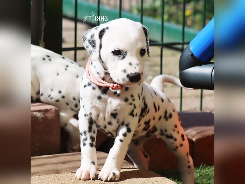 Dalmatiner-Welpen (sw/bw) aus verantwortungsvoller Zucht suchen ihr Zuhause fürs Leben