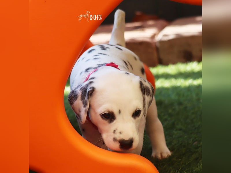 Dalmatiner-Welpen (sw/bw) aus verantwortungsvoller Zucht suchen ihr Zuhause fürs Leben