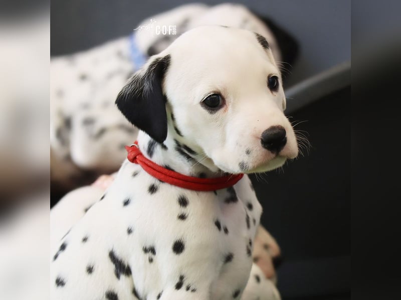 Dalmatiner-Welpen (sw/bw) aus verantwortungsvoller Zucht suchen ihr Zuhause fürs Leben