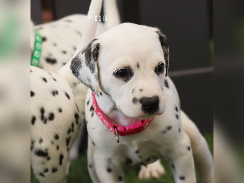 Dalmatiner-Welpen (sw/bw) aus verantwortungsvoller Zucht suchen ihr Zuhause fürs Leben