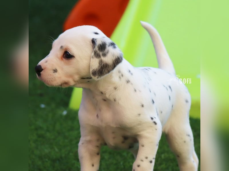 Dalmatiner-Welpen (sw/bw) aus verantwortungsvoller Zucht suchen ihr Zuhause fürs Leben