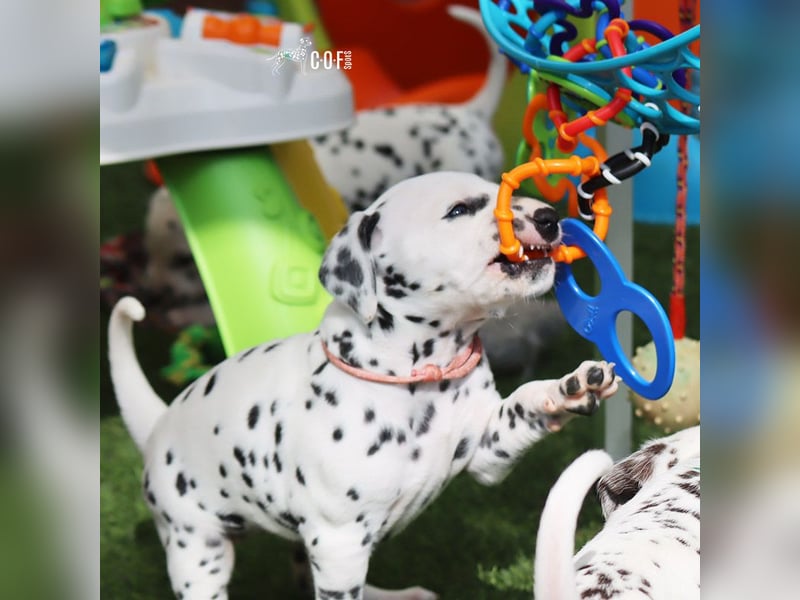 Dalmatiner-Welpen (sw/bw) aus verantwortungsvoller Zucht suchen ihr Zuhause fürs Leben