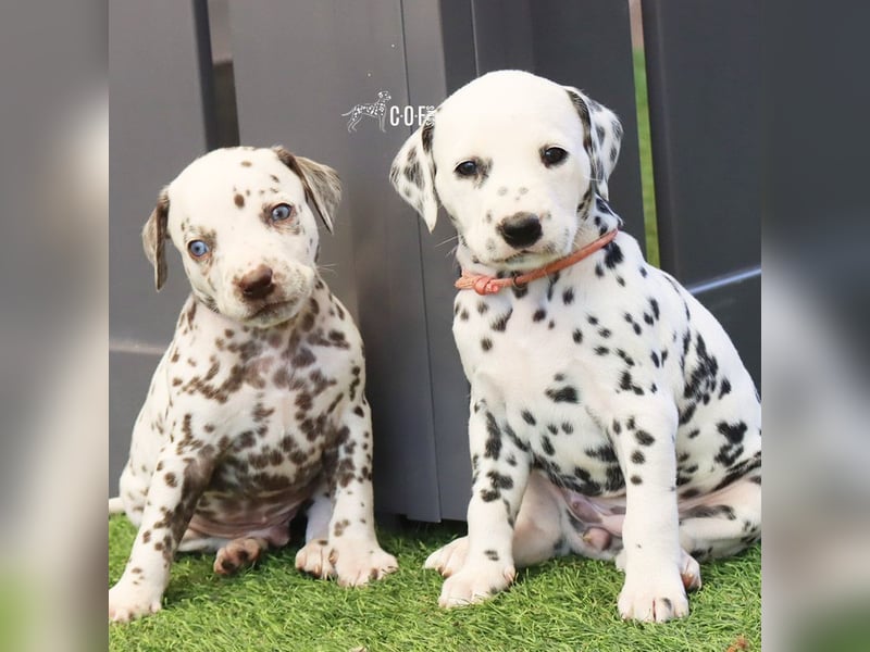 Dalmatiner-Welpen (sw/bw) aus verantwortungsvoller Zucht suchen ihr Zuhause fürs Leben