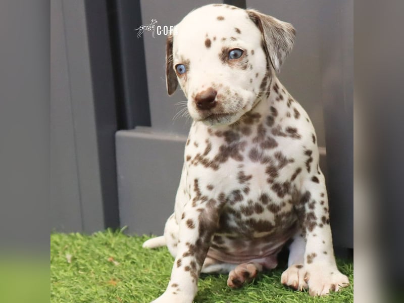 Dalmatiner-Welpen (sw/bw) aus verantwortungsvoller Zucht suchen ihr Zuhause fürs Leben