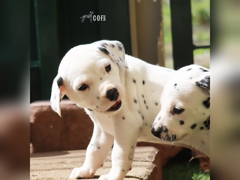 Dalmatiner-Welpen (sw/bw) aus verantwortungsvoller Zucht suchen ihr Zuhause fürs Leben