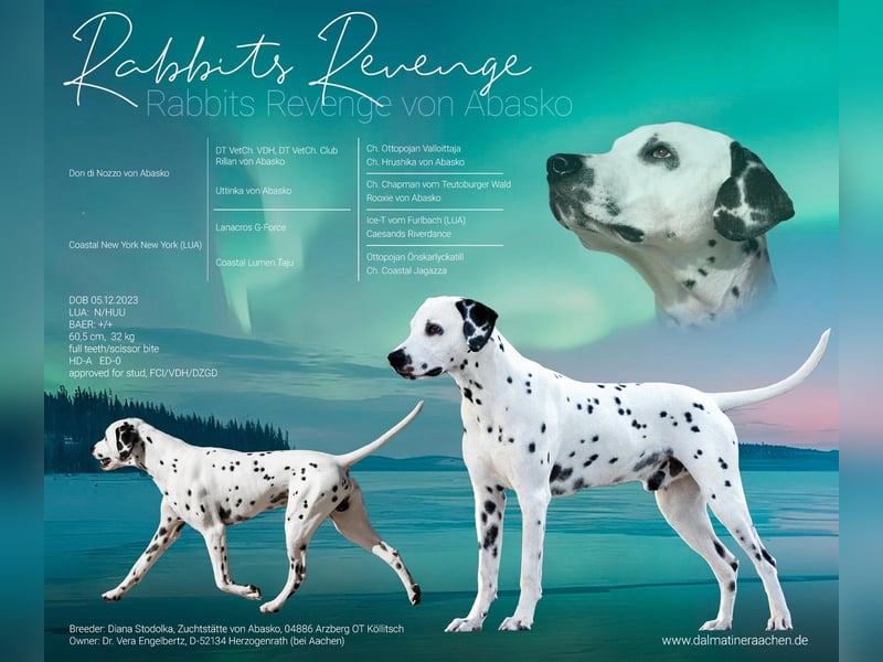 DALMATINER Welpen Geburt November 2025