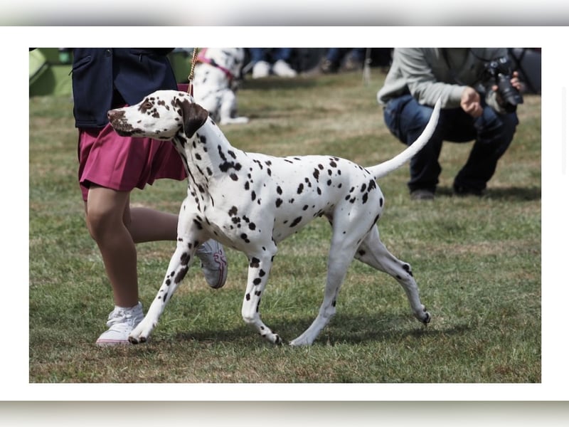 DALMATINER Welpen Geburt November 2025