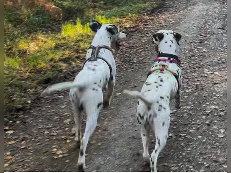 DALMATINER Welpen Geburt November 2025